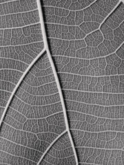 vein of gray leaves texture