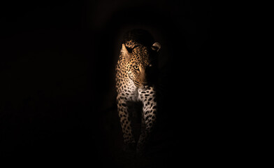 Leopard at night - obrazy, fototapety, plakaty