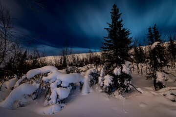 Evening winter forest under the snow against the background of the starry sky