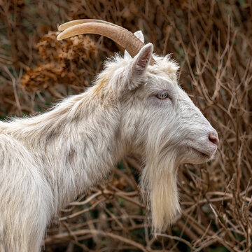 Great Orme Goat Profile