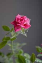 Obraz premium Saint Petersburg Russia July 5 2017. Pink rose flower covered with cobwebs made by tiny insects spider mite causing desease and withering wilting fading