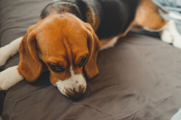 Beloved purebred dog beagle puppy lies in bed 