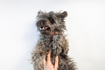 Cute black and grey shepherd dog posing against white background. 