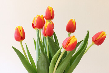 Tulipani su fondo chiaro; mazzo di fiori di colore rosso giallo screziato