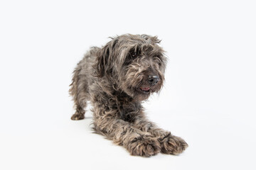 Cute black and grey shepherd dog posing against white background. 