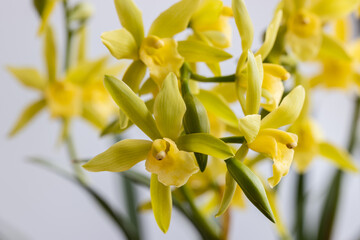 blooming orchid background