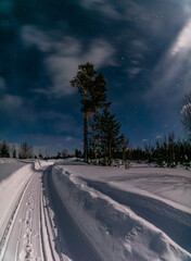 Evening winter forest under the snow against the background of the starry sky