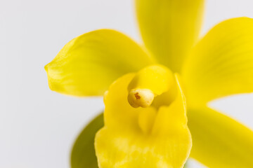 blooming orchid closeup