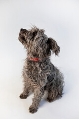 Cute black and grey shepherd dog posing against white background. 