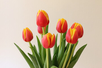 Tulipani su fondo chiaro; mazzo di fiori di colore rosso giallo screziato
