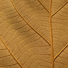Naklejka na ściany i meble close up brown leaf texture, autumn background
