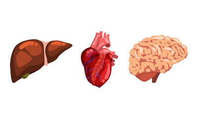 Human Liver, Heart, Brain, Internal Organs Set Cartoon Vector Illustration