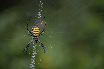 garden orb web spider