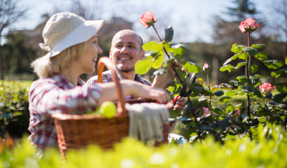 woman and man look after roses in the garden