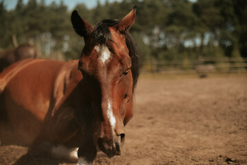 A horse on a farm is lying in the sand, a horse is trying to get rid of flies, a beautiful brown horse on a sunny day