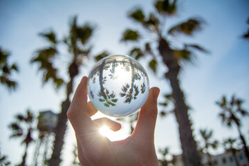 Different point of view of the palm trees