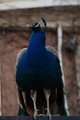 blue turkey on contrapicado railing