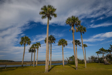 Fototapeta premium Beautiful and natural Floridian Park