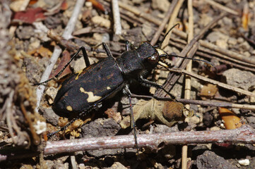 ニワハンミョウ