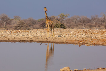 Namibian giraffe (Giraffa camelopardalis angolensis) standing at a waterhole © Chris