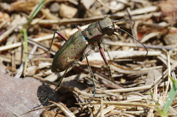 ニワハンミョウ