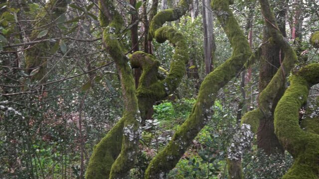 Mysterious forest of Bussaco, Coimbra, Portugal, panorama 4k