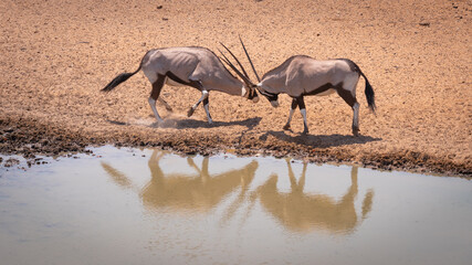 Two male Gemsboks (Oryx gazella) quarreling at a waterhole in Etosha National Park, Namibia