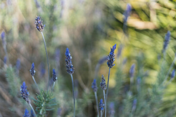 field of lavender