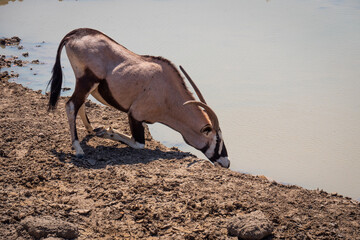 Male Gemsbok (Oryx gazella) on its knees drinking from a well in Etosha national park, Namibia