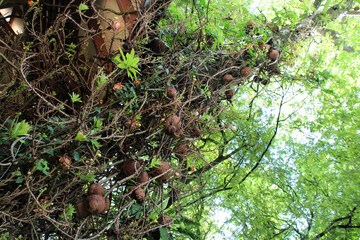 Obraz premium tree in a forest in singapore