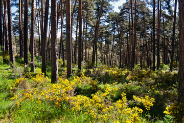 Flores amarillas en los piornos de los pinares de Hoyocasero. Sierra de Gredos. España. Europa.