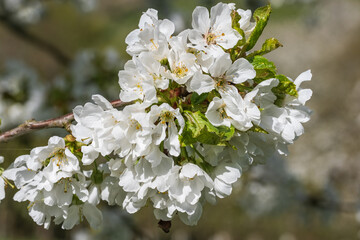 Close up of cherry blossoms in an orchard in Wiesbaden / Germany on a sunny spring day