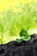 Tiny pumpkin  sprout planted in the garden into the dirt in nature green yellow background; vegetable plant  seedling planted in the soil in the field, agriculture, plant and life concept, close-up vi