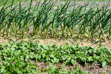 Fototapeta na wymiar Garlic lush plants and radish plants are growing in the vegetable bed in the farmers field in spring (summer) time in sunny day, organic agriculture and farming concept