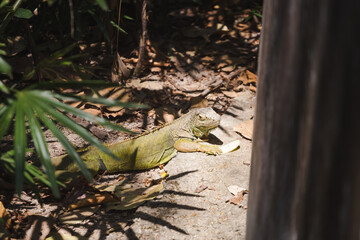 Cute Iguana in the Zoo