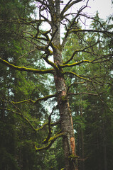 trees in the woods
