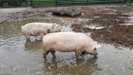 Two pigs in the mud