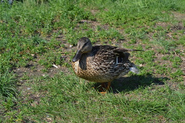 duck