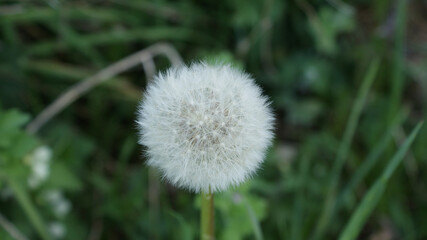 dandelion © Wadysaw