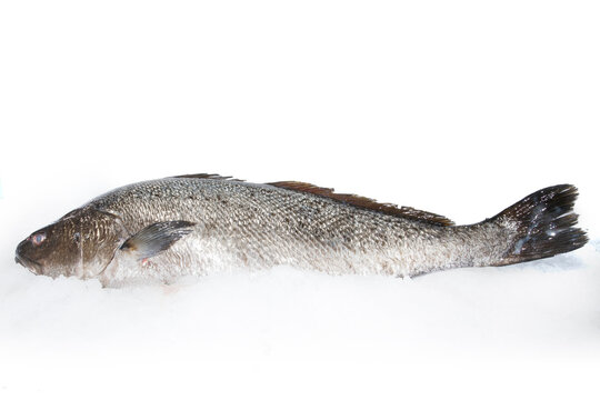 CORVINA