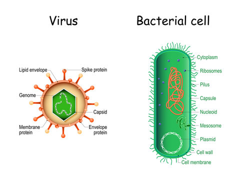 Virus and bacteria. Bacterial cell anatomy and virion structure