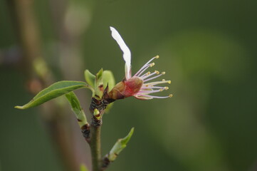 amandier en fleur et bourgeon