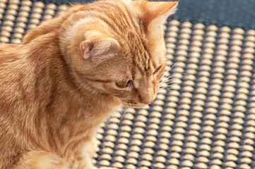 Portrait einer Hauskatze