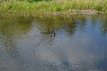 ducks in the water
