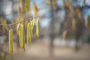 spring catkins hanging from a tree, Hazelnut blossoms in late winter, early spring. The first flowers of spring. selective focus blurred bokeh background,