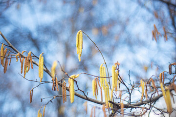 spring catkins hanging from a tree, Hazelnut blossoms in late winter, early spring. The first flowers of spring. selective focus blurred bokeh background,