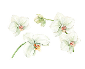 Fototapeta premium set of isolated delicate watercolor orchid flowers hand painted for cards and invitations