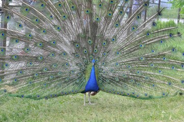 Obraz premium Portrait of a colorful dancing peacock. peacock, beautiful bird peafowl fluffed its tail.