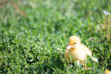 little yellow duckling in green grass exploring territory lost mom