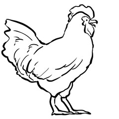 Realistic chicken line art illustration